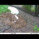 ソデグロヅルのメスが巣材を集めるようす：多摩動物公園：多摩動物公園(YouTube)