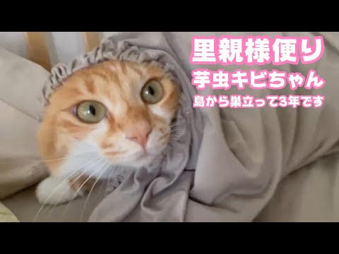 里親様便りです  芋虫キビちゃん  島を巣立って3年経ちました   2025 08 01 2(YouTube)