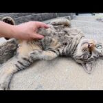 甘えん坊のキジトラ猫が可愛い声で鳴きながらお腹を見せてきた(YouTube)