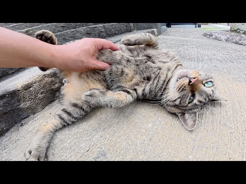 甘えん坊のキジトラ猫が可愛い声で鳴きながらお腹を見せてきた(YouTube)