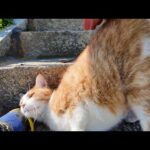猫島の港近くの神社に行くと階段に横たわって行く手を阻止しようとする猫が居て癒やされる(YouTube)