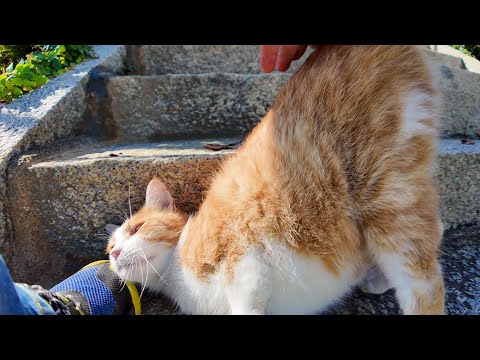 猫島の港近くの神社に行くと階段に横たわって行く手を阻止しようとする猫が居て癒やされる(YouTube)