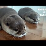 なぜかやめられないカワウソ達の変わった習慣　 Our Otters are Into Some Odd Stuff(YouTube)