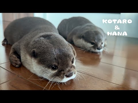 なぜかやめられないカワウソ達の変わった習慣　 Our Otters are Into Some Odd Stuff(YouTube)