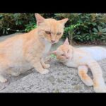 いつも仲良しな濃淡茶トラ猫コンビが元気な声でお出迎えしてくれた(YouTube)