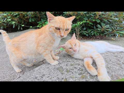 いつも仲良しな濃淡茶トラ猫コンビが元気な声でお出迎えしてくれた(YouTube)