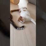 モモの尻尾で顔を叩かれるトロしゃんw #shorts(YouTube)
