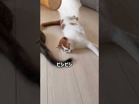 モモの尻尾で顔を叩かれるトロしゃんw #shorts(YouTube)