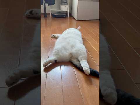 安心してください、生きてますよ！(YouTube)