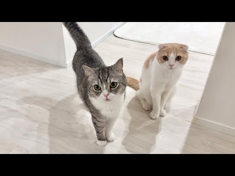 夜中に保護猫を病院に連れて行ったらお留守番組が寂しくてこうなっちゃいました…(YouTube)