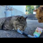 日陰で寝てた猫にちゅーるをあげたら…お友達も参戦してきた件🐱💕(YouTube)