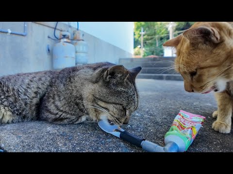 日陰で寝てた猫にちゅーるをあげたら…お友達も参戦してきた件🐱💕(YouTube)