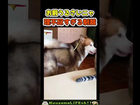 お前ら、うるさいニャ😡【犬ネコ】#猫 #犬 #cat #dog(YouTube)