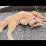耳折れの茶トラ猫をモフるとお腹を見せて体をビヨーンと伸ばす(YouTube)