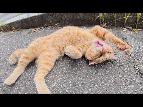 耳折れの茶トラ猫をモフるとお腹を見せて体をビヨーンと伸ばす(YouTube)