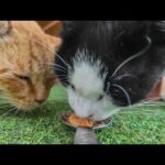 【猫島の特等席】オープンテラスに集まる猫たち、ちゅーるで幸せパーティー開催🐱🎉(YouTube)