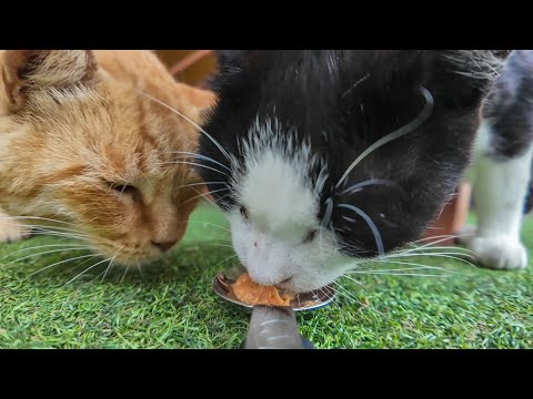 【猫島の特等席】オープンテラスに集まる猫たち、ちゅーるで幸せパーティー開催🐱🎉(YouTube)