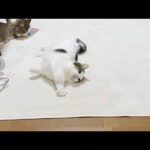 落ちたまま遊びに参加する横着な和菓子猫(YouTube)