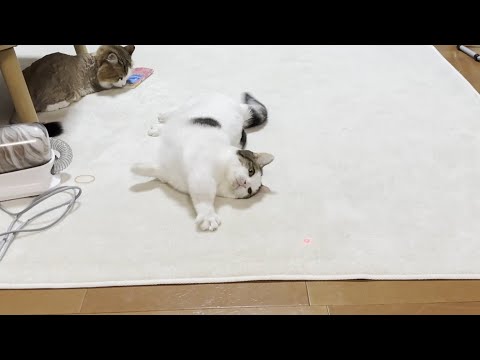 落ちたまま遊びに参加する横着な和菓子猫(YouTube)