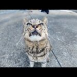 漁港の日陰の涼しい所にいたキジトラ猫ちゃん、撫でると懐いてきたのでちゅーるを食べさせた(YouTube)
