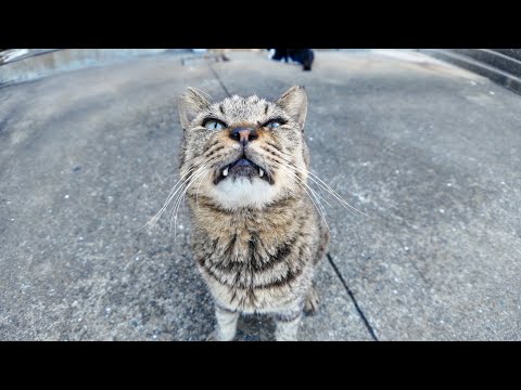 漁港の日陰の涼しい所にいたキジトラ猫ちゃん、撫でると懐いてきたのでちゅーるを食べさせた(YouTube)