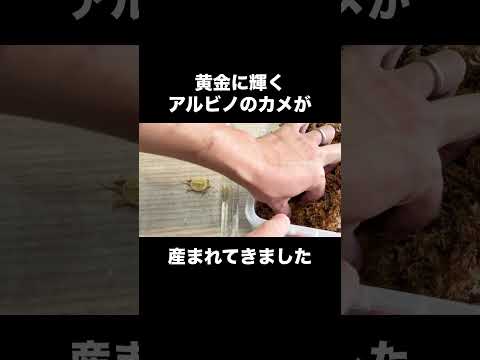 黄金に輝くアルビノのカメが産まれてきました(YouTube)