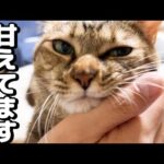 麦わら猫の夜のプチルーティンは忙しいけど可愛すぎます(YouTube)