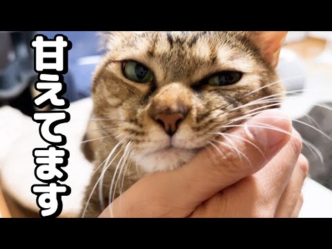 麦わら猫の夜のプチルーティンは忙しいけど可愛すぎます(YouTube)