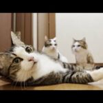 いつもと違う3階から名前を呼ばれると少しパニックになる猫(YouTube)