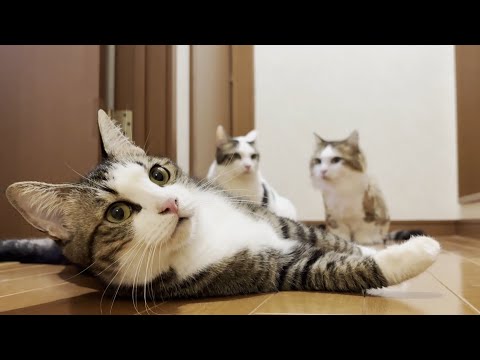 いつもと違う3階から名前を呼ばれると少しパニックになる猫(YouTube)
