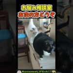 話の途中で追い出される猫w😂 【整列猫】#猫 #cat(YouTube)