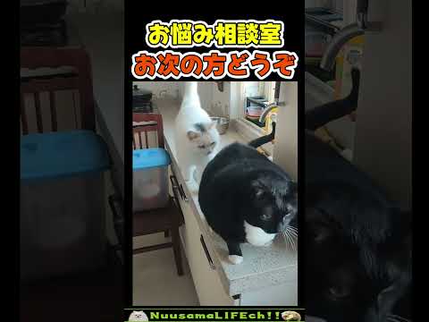 話の途中で追い出される猫w😂 【整列猫】#猫 #cat(YouTube)
