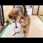 大好きな柴犬が移動するといてもたってもいられずについて行く猫が可愛すぎました(YouTube)
