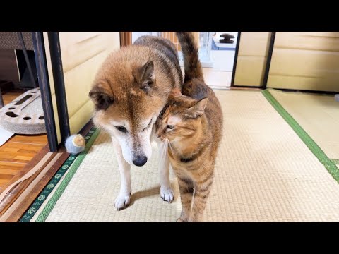 大好きな柴犬が移動するといてもたってもいられずについて行く猫が可愛すぎました(YouTube)