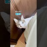 順番待ちからのエースダッシュ🦖💨 #cats(YouTube)