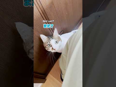 順番待ちからのエースダッシュ🦖💨 #cats(YouTube)