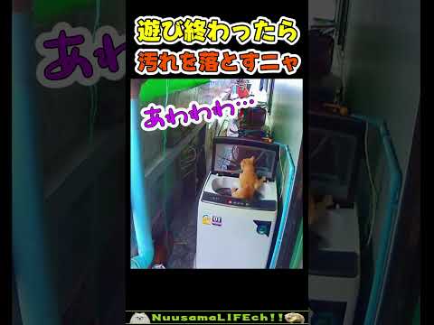 猫さん、うっかり異世界へ…🥲 【洗濯機ネコ】#猫(YouTube)