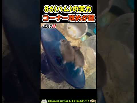 ひまわり峠、回し車最速伝説😂【ハムスター】 #funny(YouTube)