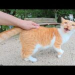 大きな声でなく茶シロ猫をモフったらコテンと寝転がった(YouTube)