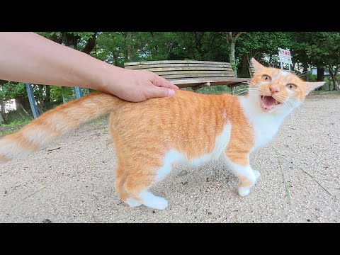 大きな声でなく茶シロ猫をモフったらコテンと寝転がった(YouTube)