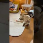 風船に反撃されたら・・・スタコラサッサ(YouTube)