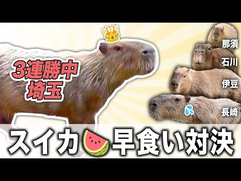 【5園国対抗】早食い3連勝中の埼玉勢に勝利するカピバラは現われるのか！？可愛いハプニングも【スイカ早食い競走】(YouTube)