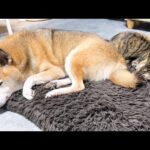 犬と猫大家族の長女猫はこんな一日を過ごしています(YouTube)