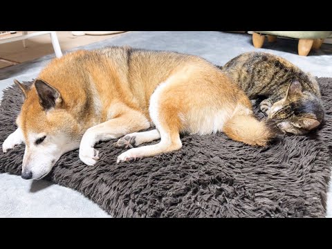 犬と猫大家族の長女猫はこんな一日を過ごしています(YouTube)