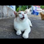 会った瞬間“ニャー”で出迎えてくれる漁港の猫が可愛すぎてやばい(YouTube)