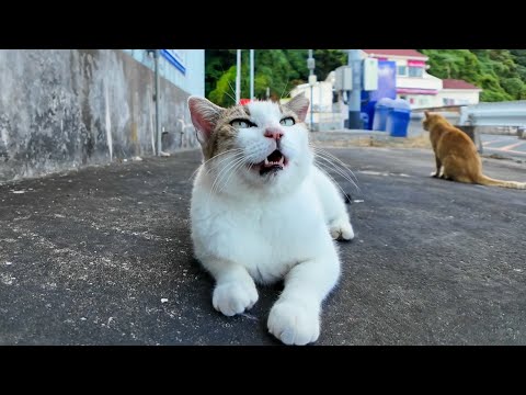 会った瞬間“ニャー”で出迎えてくれる漁港の猫が可愛すぎてやばい(YouTube)
