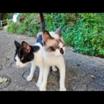 仲良し猫二人組と丘の上のカフェに向かう道を歩いてきた(YouTube)