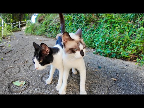 仲良し猫二人組と丘の上のカフェに向かう道を歩いてきた(YouTube)