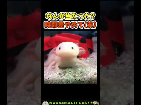 反応おっそw【おもしろ動物】 #funny(YouTube)