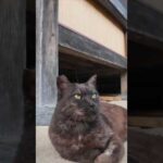 ⛩️神社の守り猫がかわいすぎて無限リピ🐈‍⬛💘(YouTube)